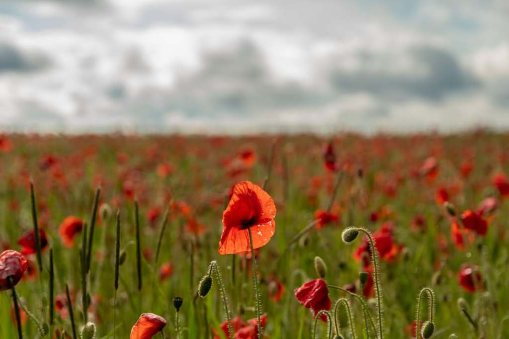 Summer scene by Simon Godfrey accompanying the poem In Summer Lanes, about poppies and the war dead