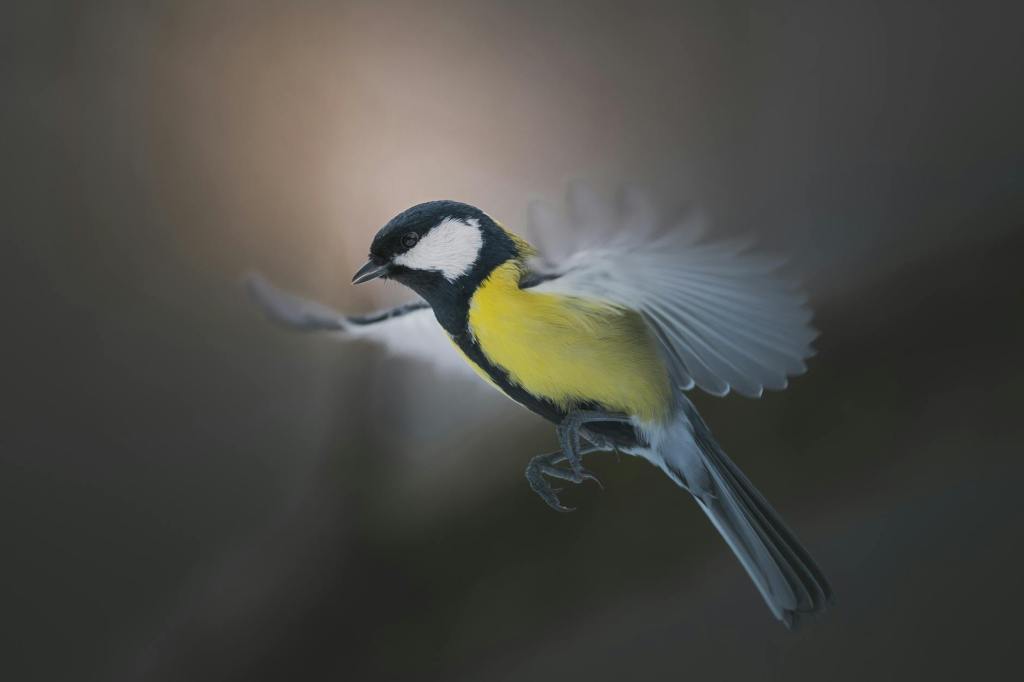 Close-up of a yellow, white and black songbird